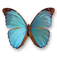 C:\Users\Toshiba\Pictures\CD Butterfly.jpg